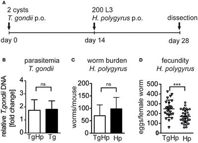 Toxoplasma Co-infection Prevents Th2 Differentiation and Leads to a Helminth-Specific Th1 Response